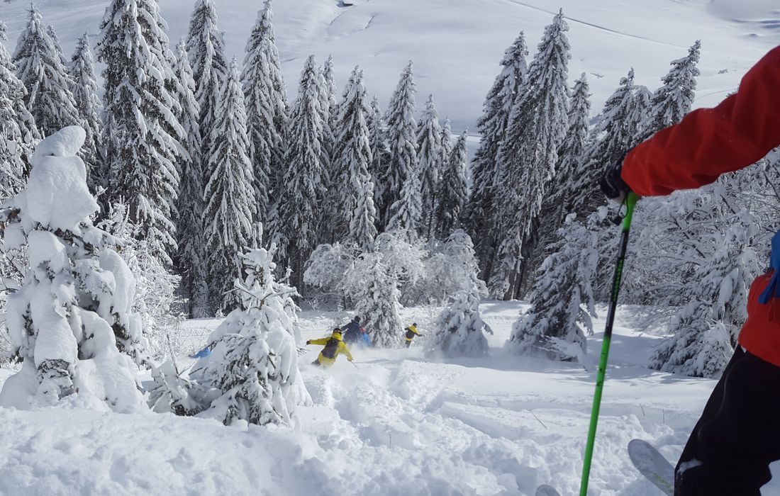 espace vierge, sapins